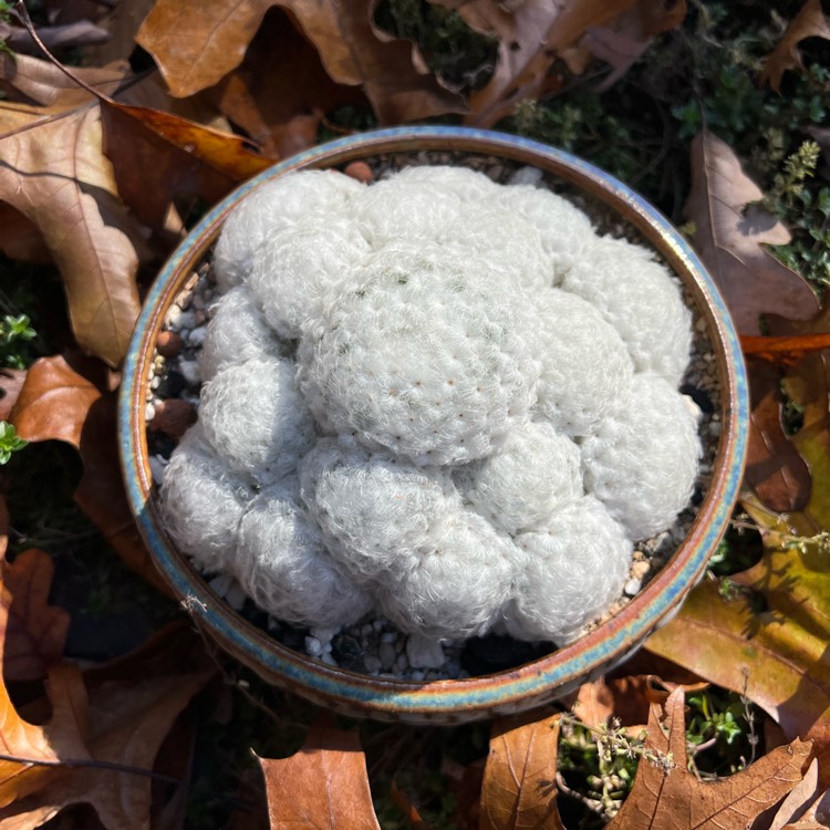 plant image 1634552 plant image 1634552