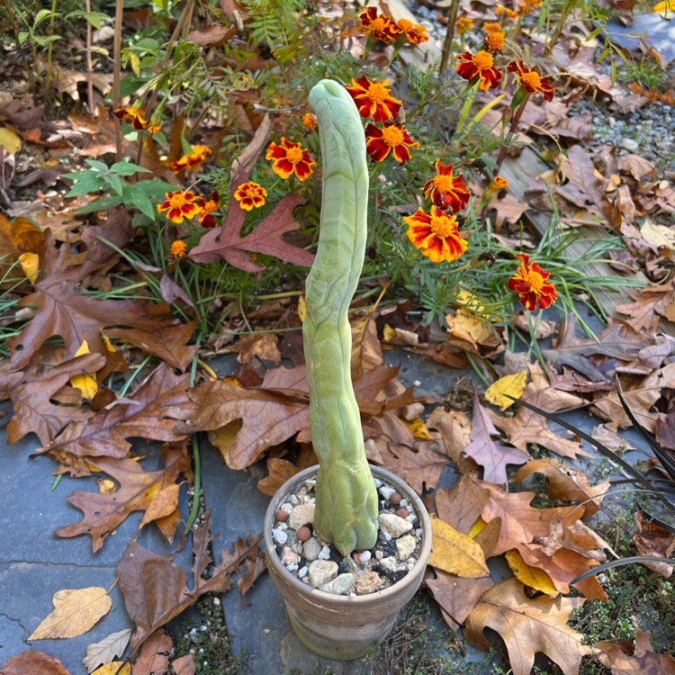 plant image 1634571 plant image 1634571
