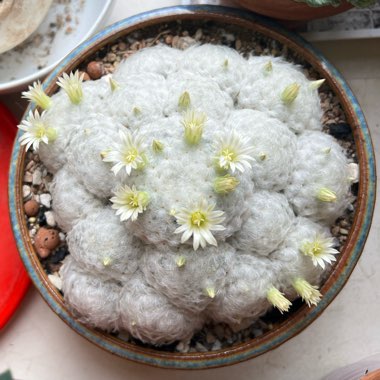 Mammillaria plumosa