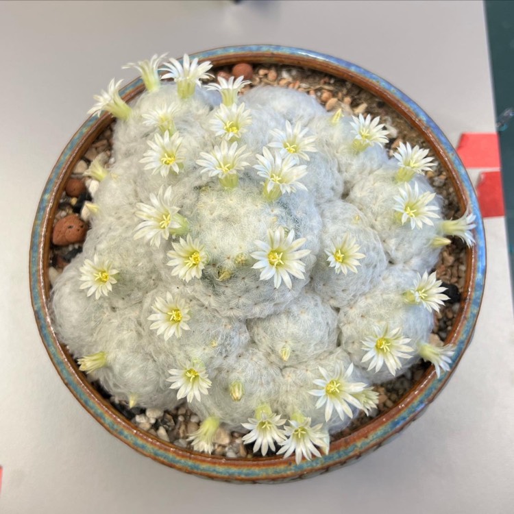 plant image 1637557 plant image 1637557