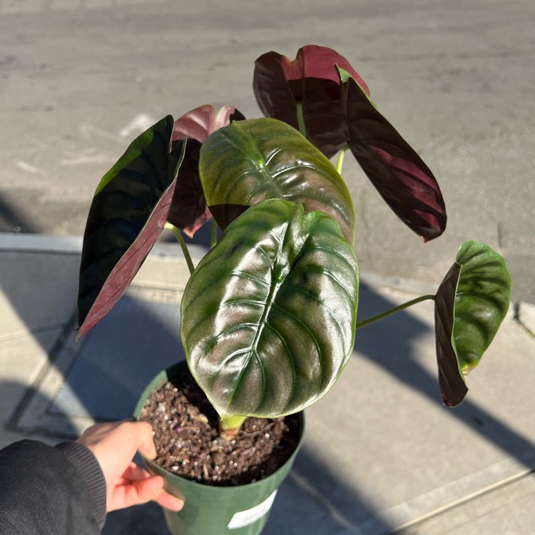 plant image 1638438 plant image 1638438