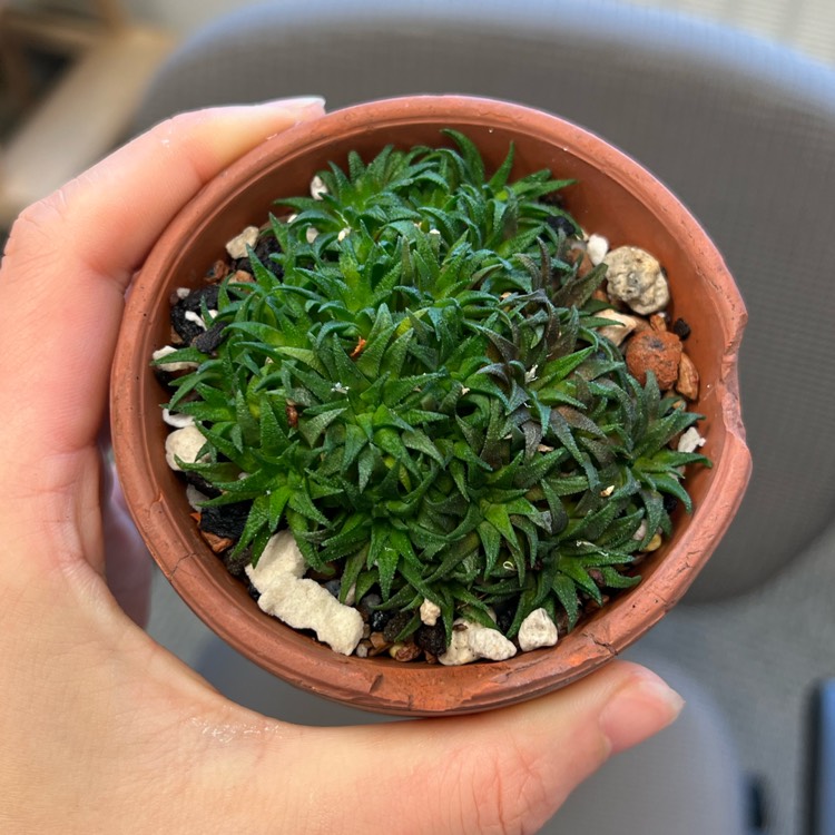 plant image 1643824 plant image 1643824
