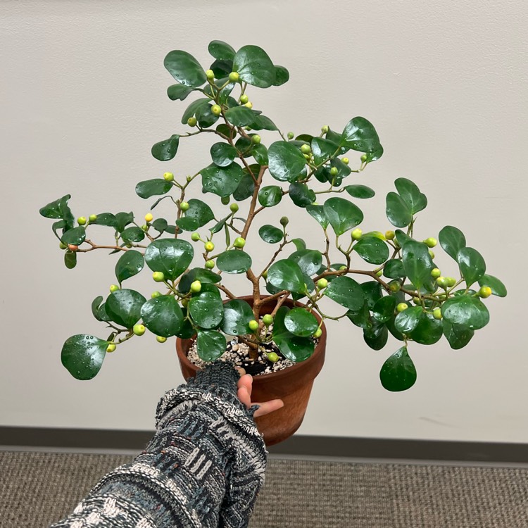plant image 1645416 plant image 1645416