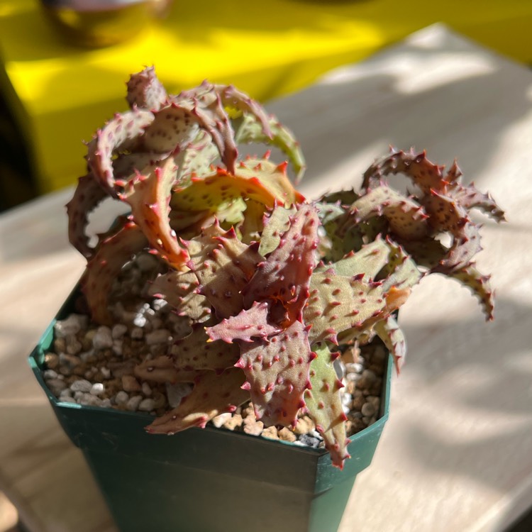 plant image 1652645