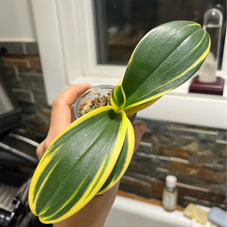 plant image 1658131 plant image 1658131