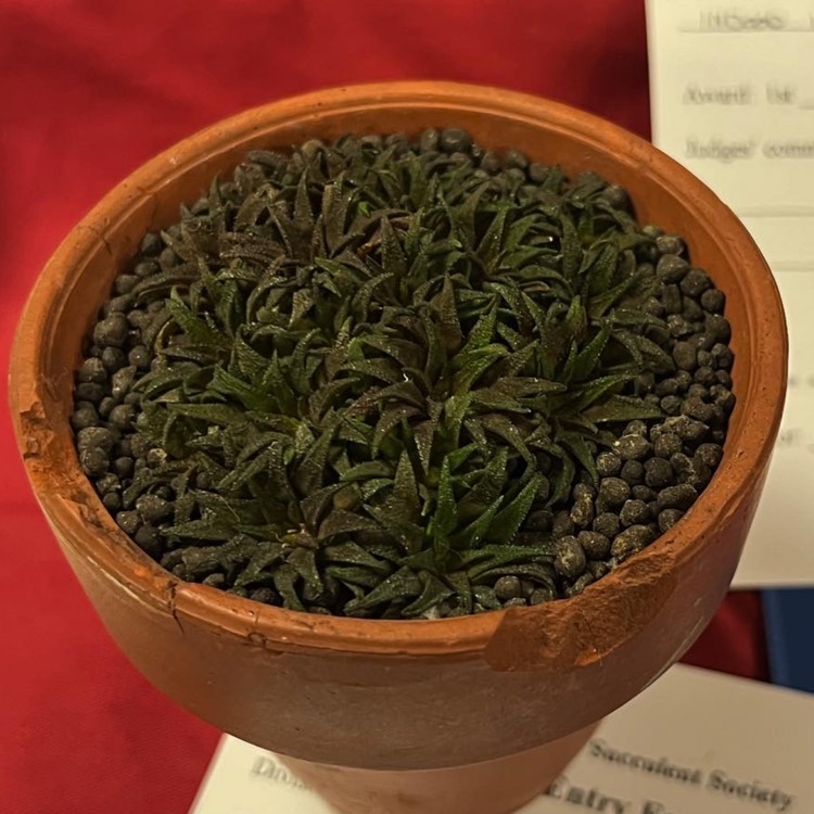plant image 1662483 plant image 1662483