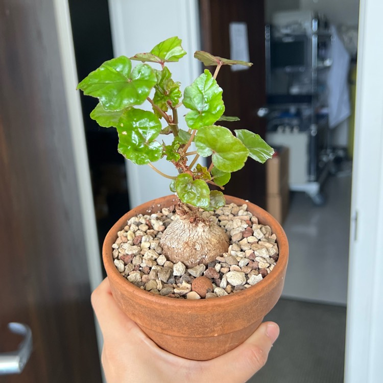plant image 1664711 plant image 1664711