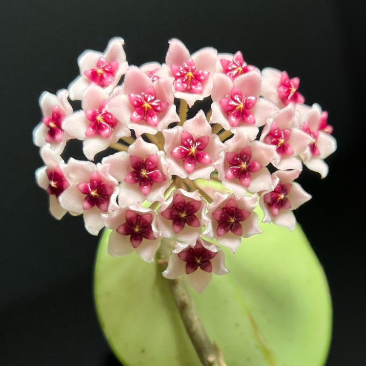 plant image 1666586