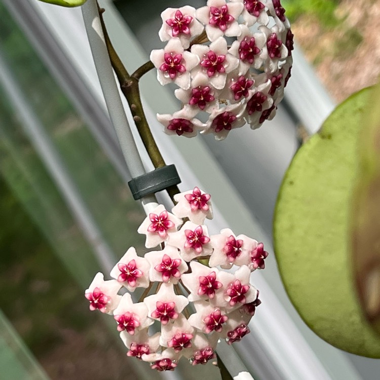 plant image 1673715