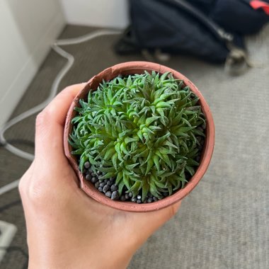 Haworthia parksiana