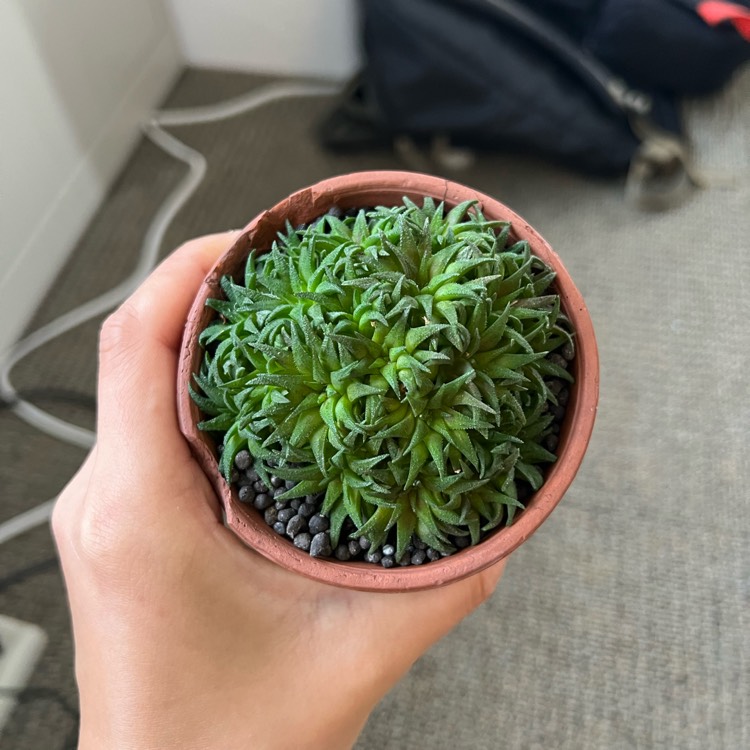 plant image 1675104 plant image 1675104