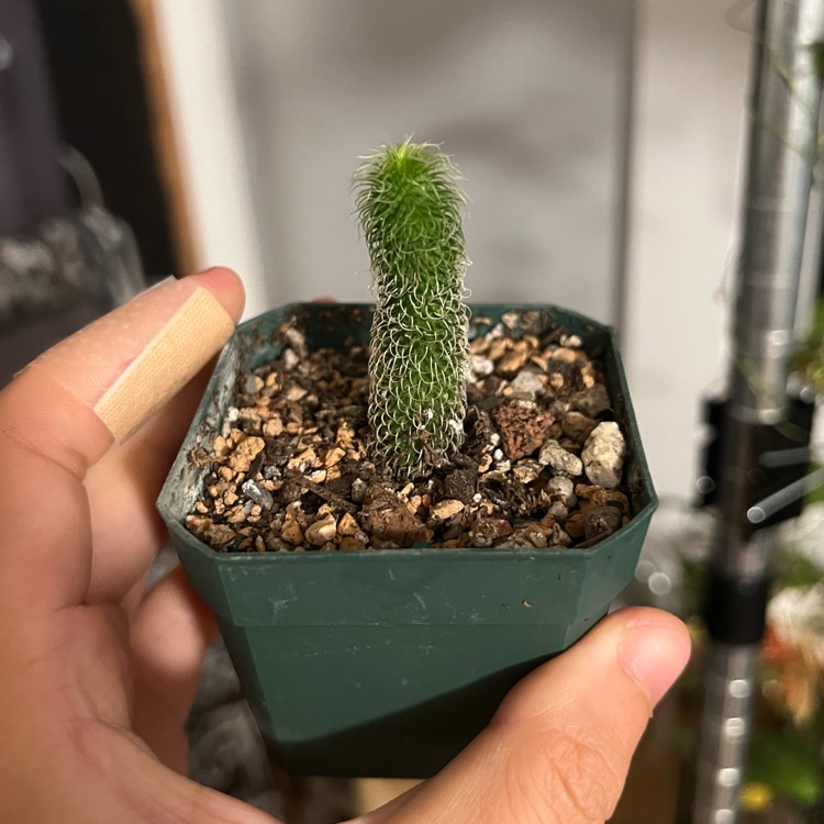 plant image 1675523