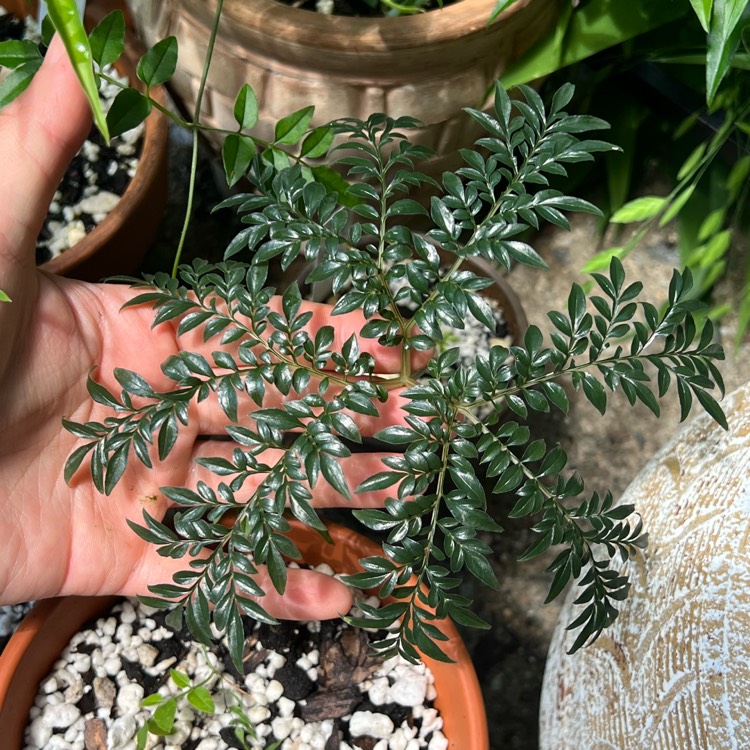 plant image 1679708 plant image 1679708