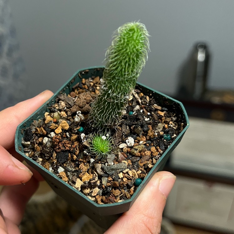 Plant image Stapelianthus Pilosus