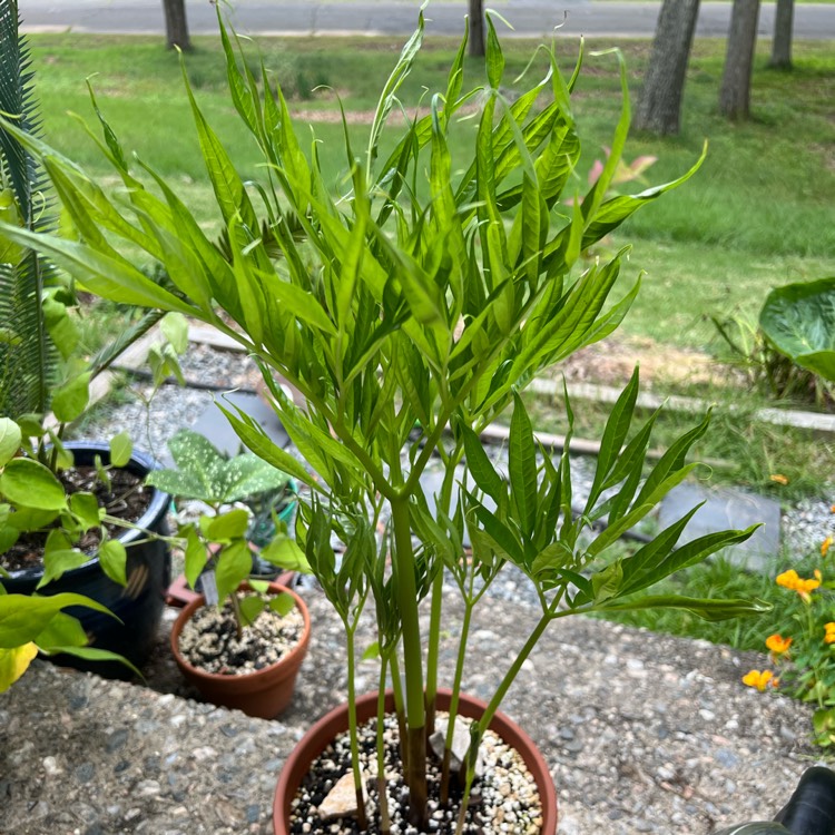 plant image 1680963 plant image 1680963