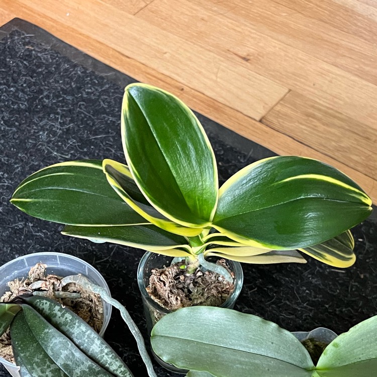 plant image 1680966 plant image 1680966