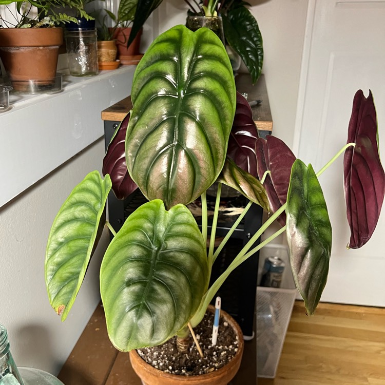 plant image 1680970 plant image 1680970