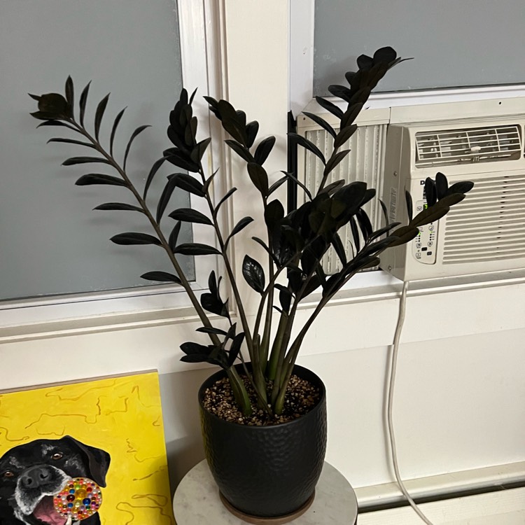 plant image 1681161 plant image 1681161
