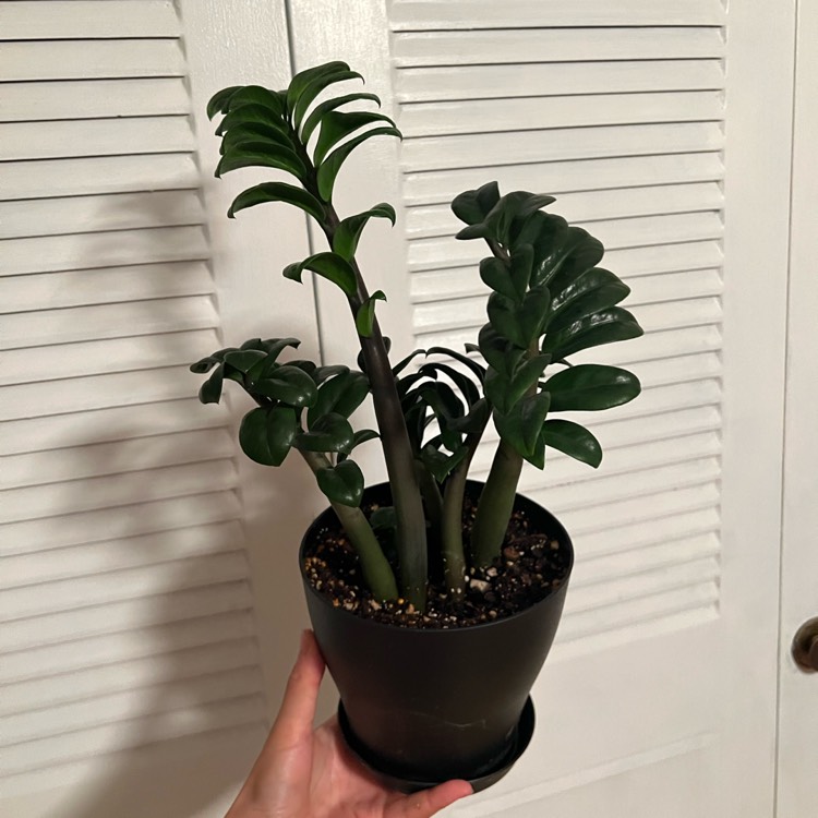 plant image 1681162 plant image 1681162