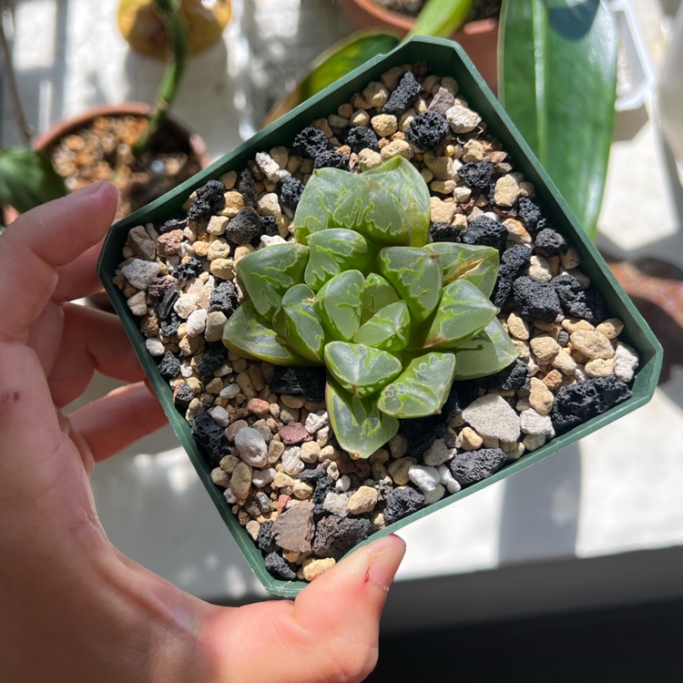 plant image 1681599