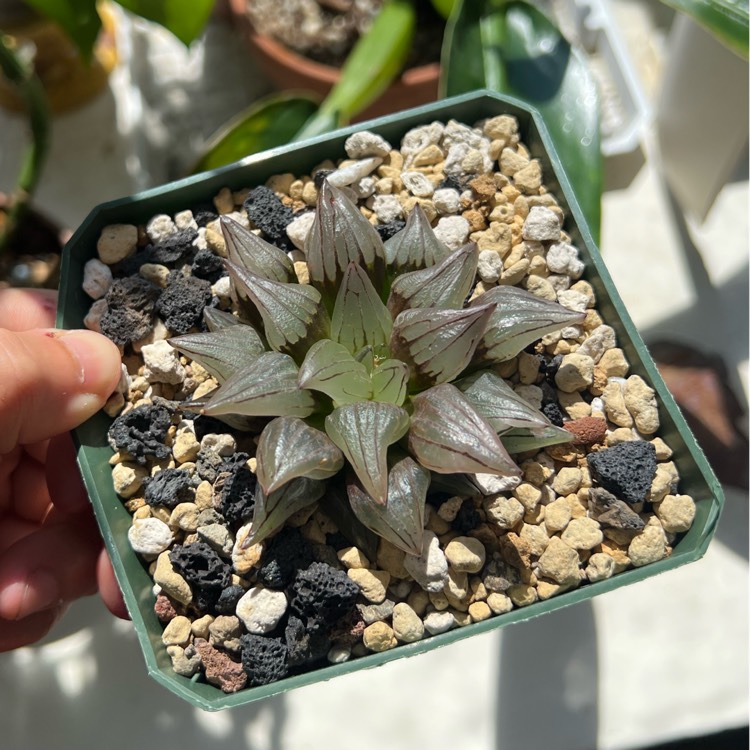 plant image 1681600