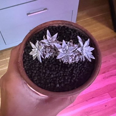 Dudleya gnoma 'White Sprite'