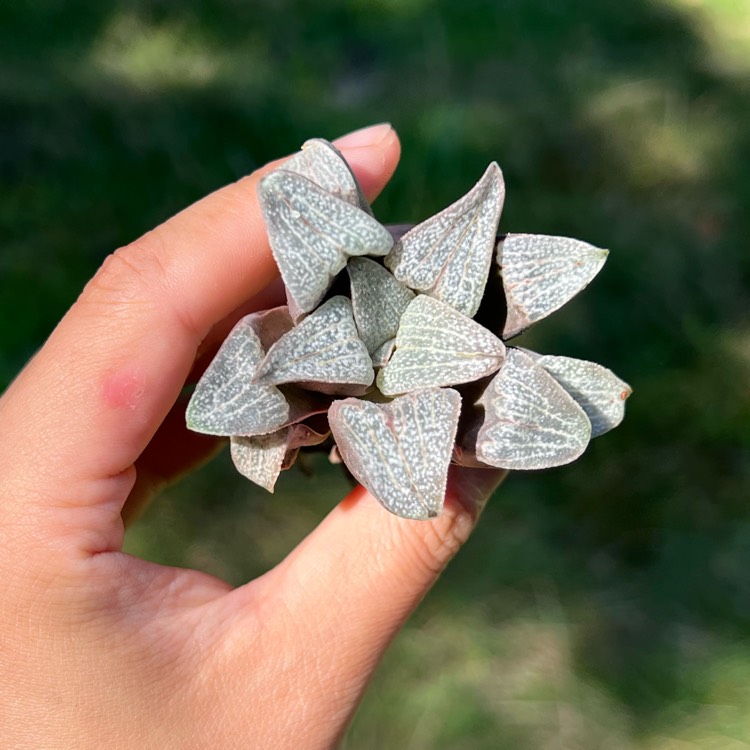 Plant image Haworthia pygmaea v. 'Argenteo Maculosa'
