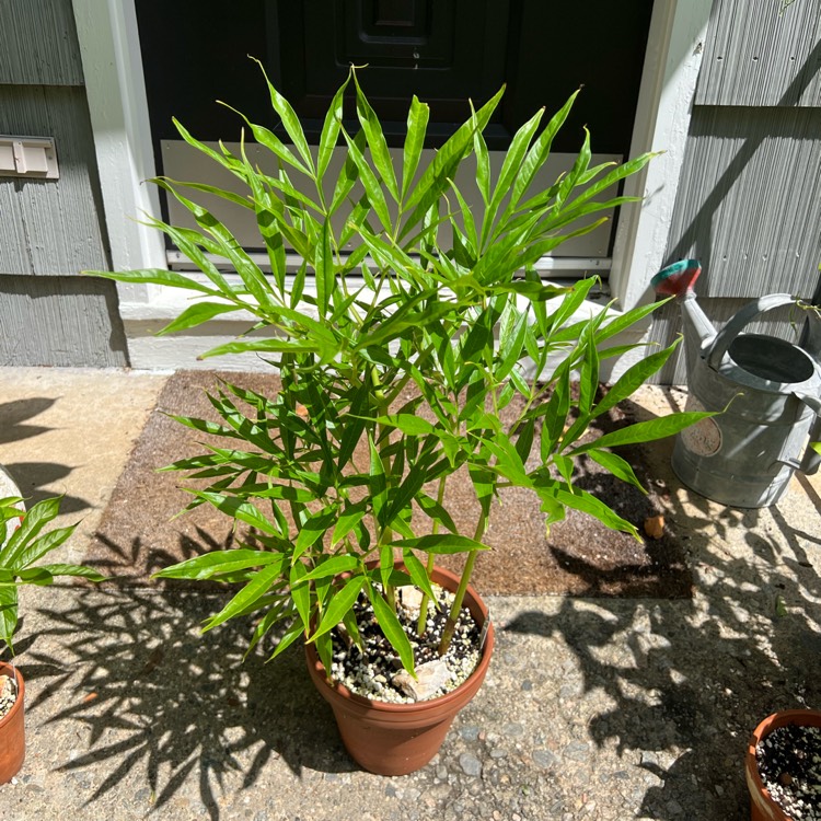 plant image 1684339 plant image 1684339