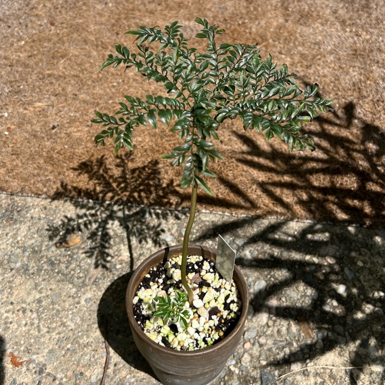 plant image 1684342 plant image 1684342