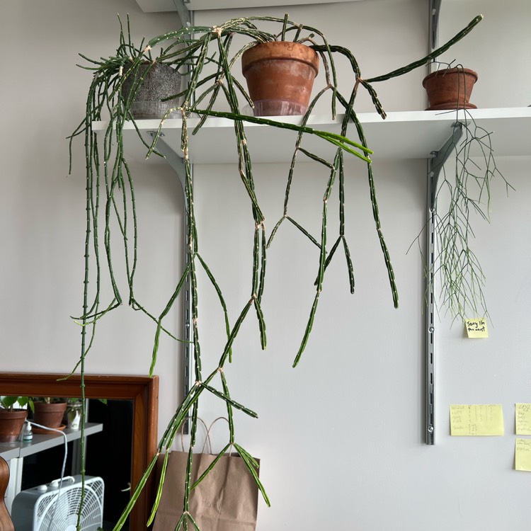 plant image 1684711 plant image 1684711