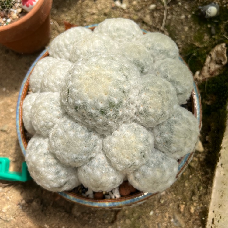 plant image 1684825 plant image 1684825