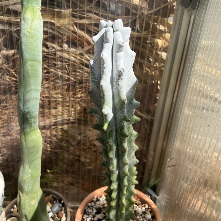 Plant image Stenocereus beneckei