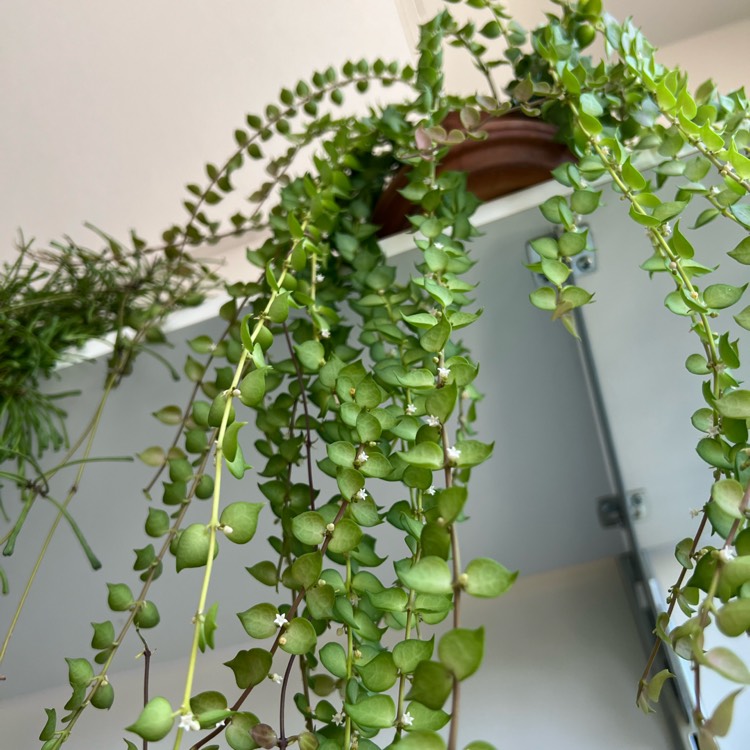 plant image 1687628 plant image 1687628