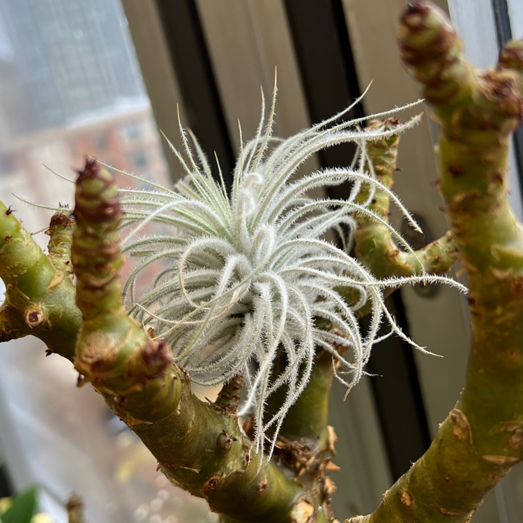 plant image 1688340 plant image 1688340