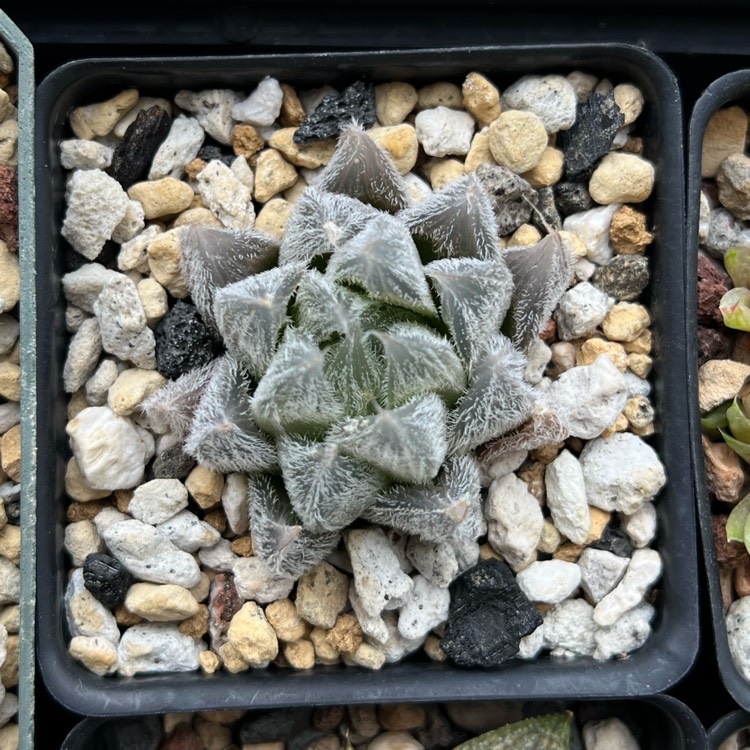 plant image 1688356 plant image 1688356