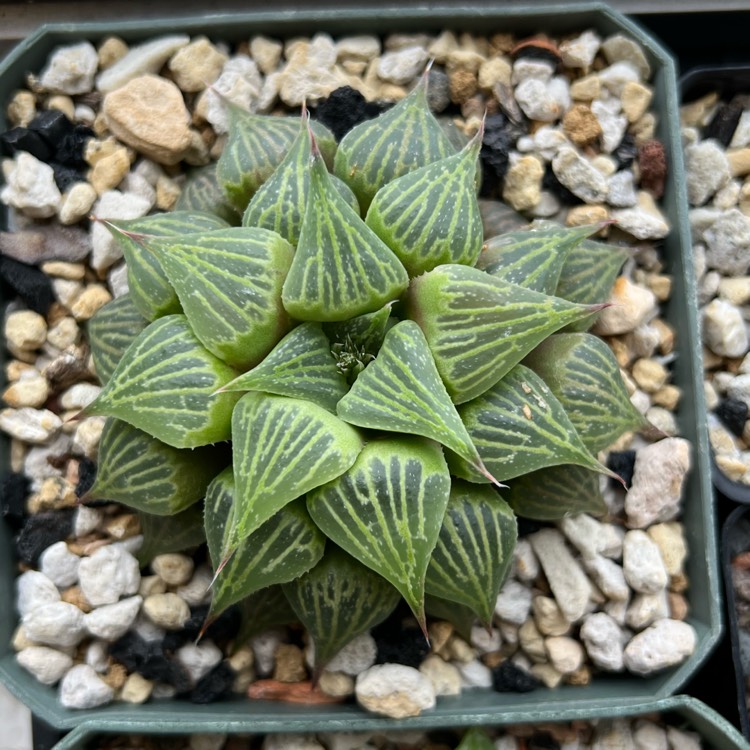 plant image 1688357