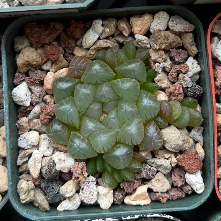 plant image 1688371