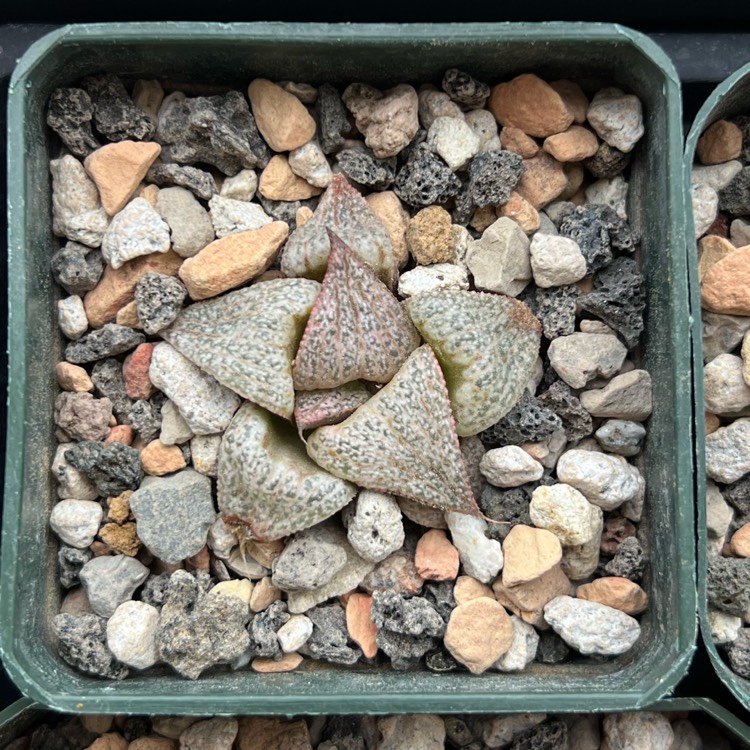 Plant image Haworthia Splendens