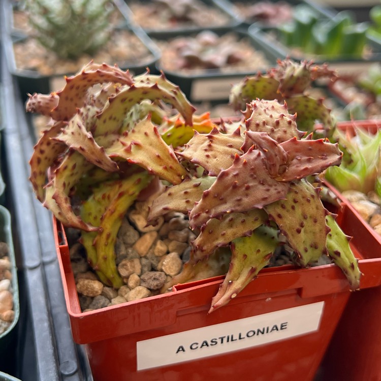 plant image 1688380