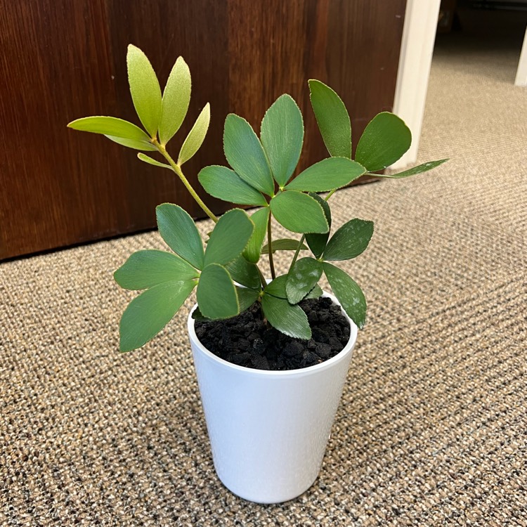plant image 1689098 plant image 1689098
