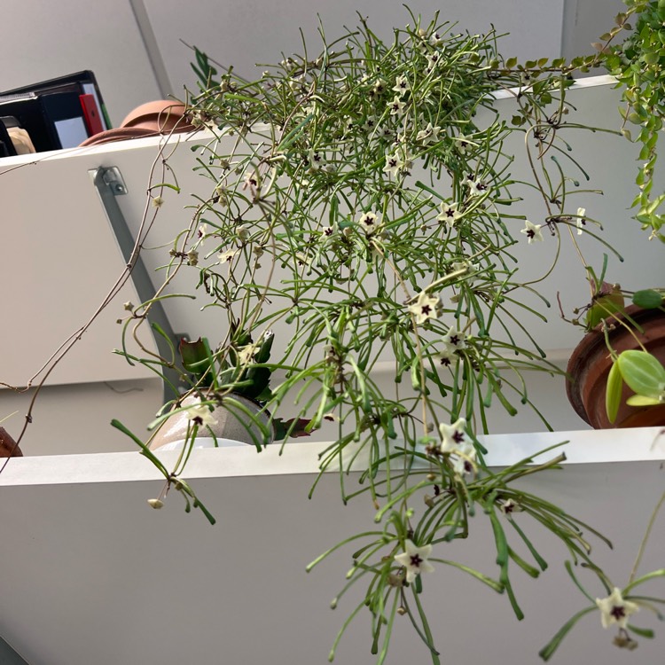 plant image 1689099 plant image 1689099