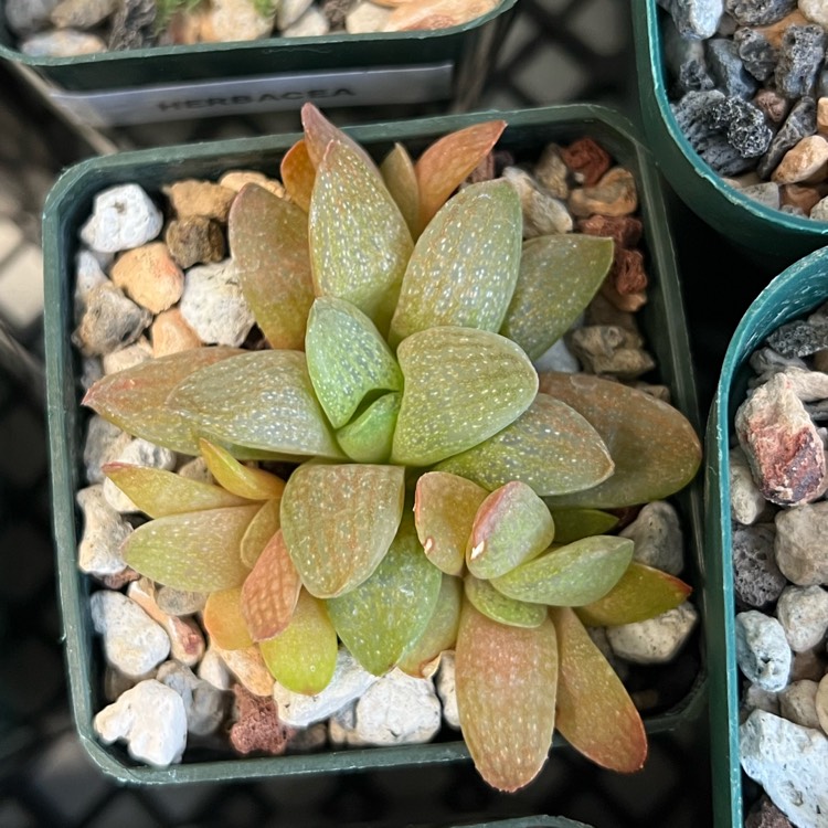 plant image 1689110 plant image 1689110