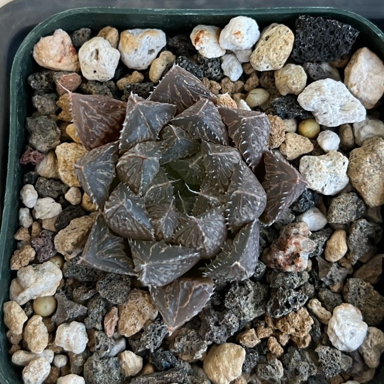 plant image 1689114