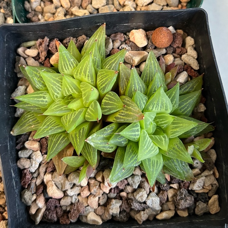 plant image 1689117