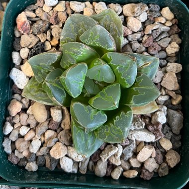 mauspad's plant