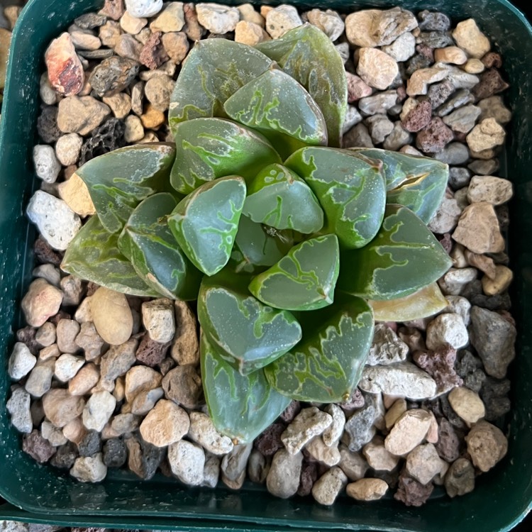 plant image 1689120