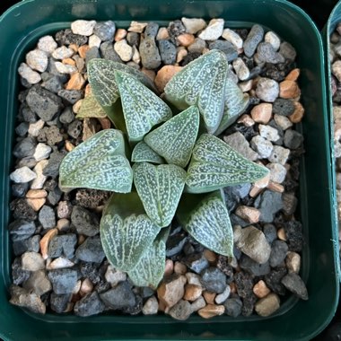 Haworthia 'Argenteo Maculosa'