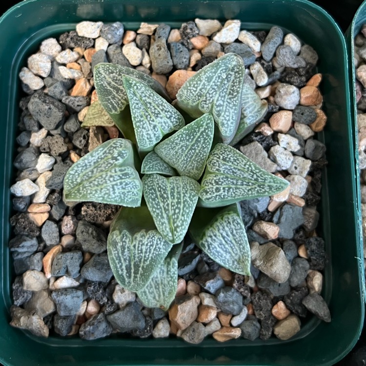 plant image 1689121