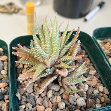 Variegated Zebra Plant