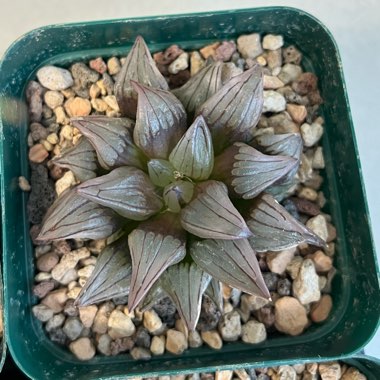 mauspad's plant